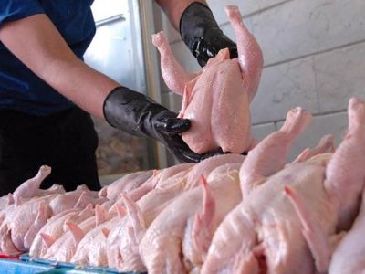 توزیع مرغ با نرخ ۱۵ هزار تومان از امروز در تهران